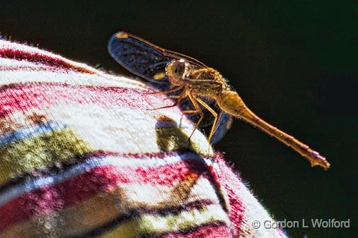 Dragonfly On A Shoulder_54286.jpg - Photographed along the Rideau Canal Waterway at the Baxter Conservation Area near Kars, Ontario, Canada.